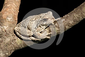 Gray Tree Frog (Hyla versicolor)