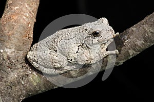 Gray Tree Frog (Hyla versicolor)