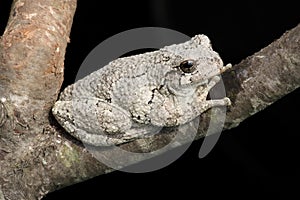 Gray Tree Frog (Hyla versicolor) photo
