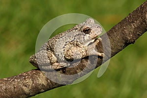 Gray Tree Frog (Hyla versicolor)