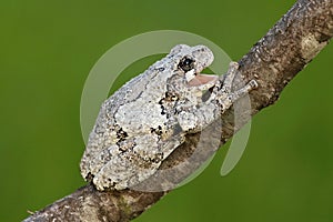 Gray Tree Frog (Hyla versicolor)