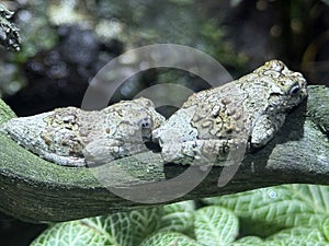 Gray Tree Frog in its Habitat