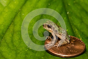 Gray Tree Frog Metamorph