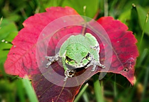 Gray Tree Frog on red leaf - Face