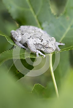 Gray Tree Frog on a Sweetgum tree leaf in a Georgia Forest