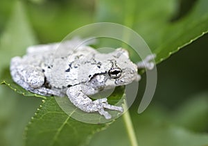 Gray Tree Frog on a Sweetgum tree leaf in a Georgia Forest