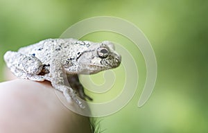 Gray Tree Frog about to jump