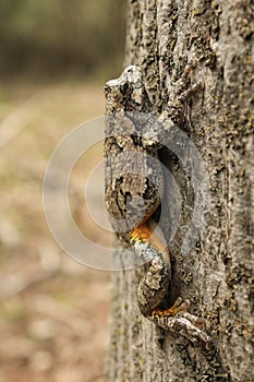 Gray Tree Frog On Tree Trunk