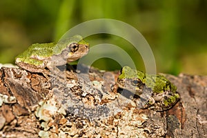 Gray Tree Frogs