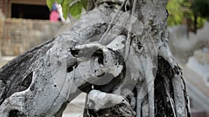 Gray tree with green leaves close-up