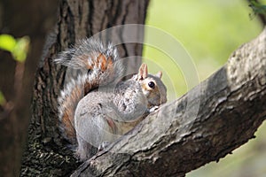 Gray tree squirrel