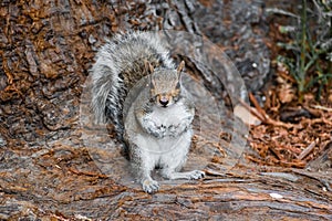Gray tree Squirrel