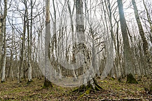 Gray tree trunks in a Hornbeam forest photo