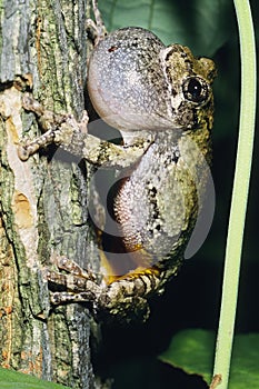 Gray Treefrog