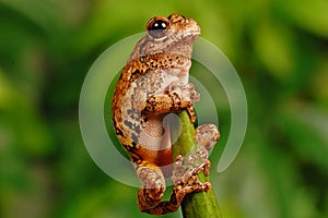 Gray treefrog clinging to stem photo