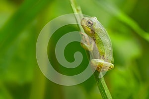 Gray Treefrog - Hyla versicolor