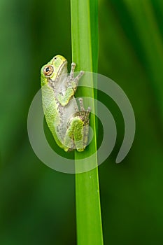 Gray Treefrog - Hyla versicolor