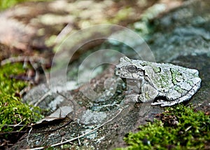 Gray Treefrog (Hyla versicolor)