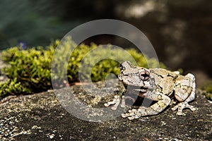 Gray Treefrog (Hyla versicolor)