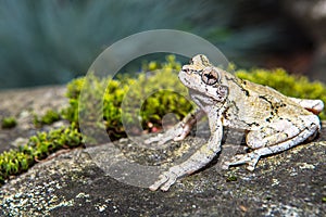 Gray Treefrog (Hyla versicolor)