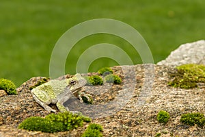 Gray Treefrog (Hyla versicolor)