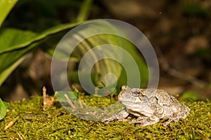 Gray Treefrog (Hyla versicolor)