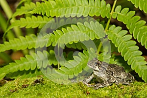 Gray Treefrog (Hyla versicolor)