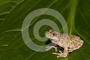 Gray Treefrog (Hyla versicolor)