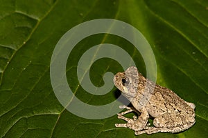 Gray Treefrog (Hyla versicolor)