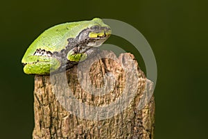 Gray Treefrog - Hyla versicolor