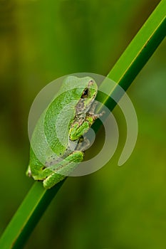 Gray Treefrog - Hyla versicolor