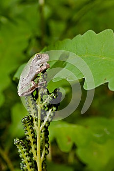 Gray Treefrog Metamorph