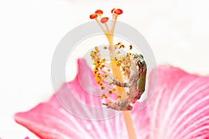 Gray Treefrog Metamorph