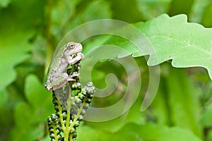 Gray Treefrog Metamorph photo