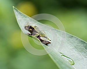 Gray Treefrog Resting on a Leaf
