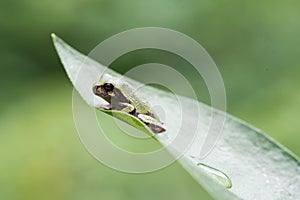 Gray Treefrog Resting on a Leaf