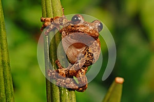 Gray treefrog on stem