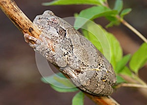 Gray Treefrog or Tree Frog, Hyla versicolor