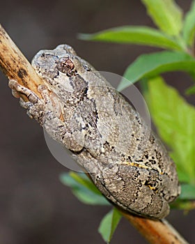 Gray Treefrog or Tree Frog, Hyla versicolor