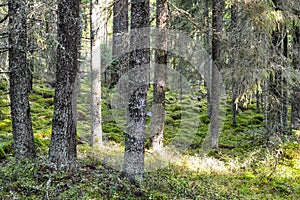 Gray trees in the forest near the Ladoga Lake