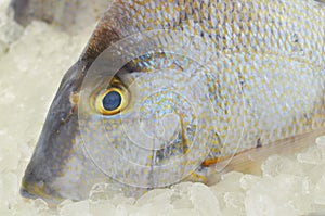 Gray Triggerfish Closeup
