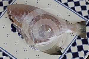 Gray triggerfish, or Porquinho in Portuguese, on dishware photo