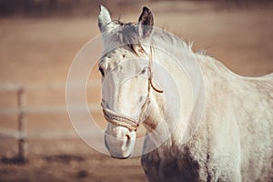 Gray trotter mare horse in halter in spring daytime