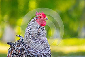 Gray trout chicken on a green blurred background