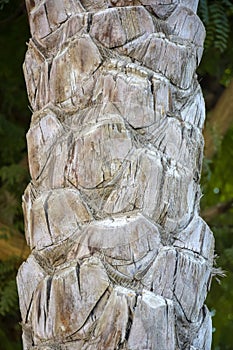 Gray trunk of old palm tree. Vertical arrangement. Close-up.