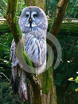 Gray Ural owl on a green tree.