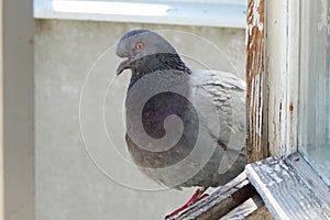 A gray urban pigeon sits on a window sill.