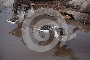 Gray village geese in a puddle. Farming