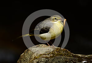 Gray Wagtail Motacilla cinerea