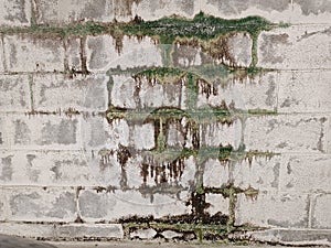 Gray wall with mold and moss photo